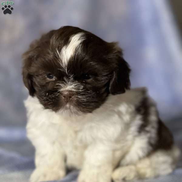 George, Shih Tzu Puppy