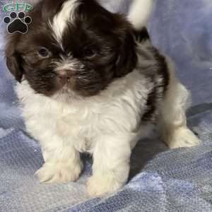 George, Shih Tzu Puppy