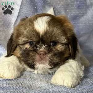Gizmo, Shih Tzu Puppy