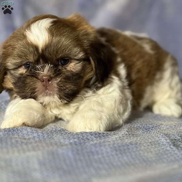 Gizmo, Shih Tzu Puppy