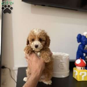 Tiger, Toy Poodle Puppy