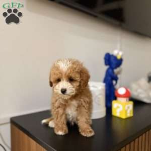 Tiger, Toy Poodle Puppy