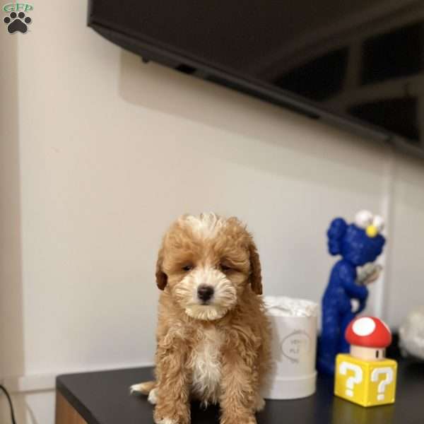 Tiger, Toy Poodle Puppy