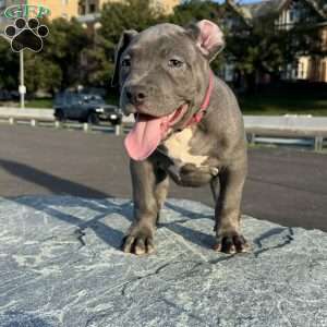 Dominous, American Bully Puppy