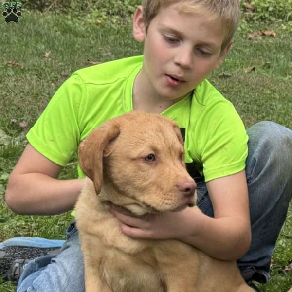 Buddy, Fox Red Labrador Retriever Puppy