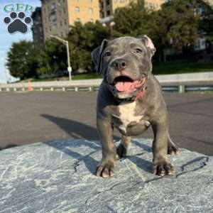Dominous, American Bully Puppy