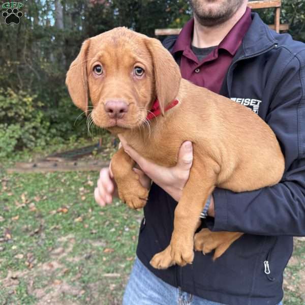 Minnie, Fox Red Labrador Retriever Puppy
