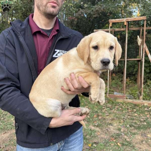 Callie, Fox Red Labrador Retriever Puppy