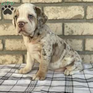 Layla, Beabull Puppy