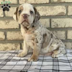 Layla, Beabull Puppy