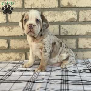 Layla, Beabull Puppy