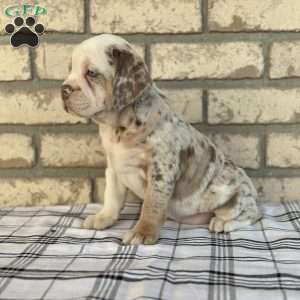 Layla, Beabull Puppy