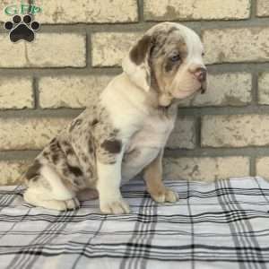 Layla, Beabull Puppy