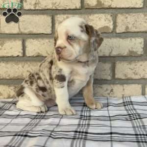 Layla, Beabull Puppy