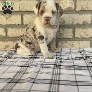 Layla, Beabull Puppy