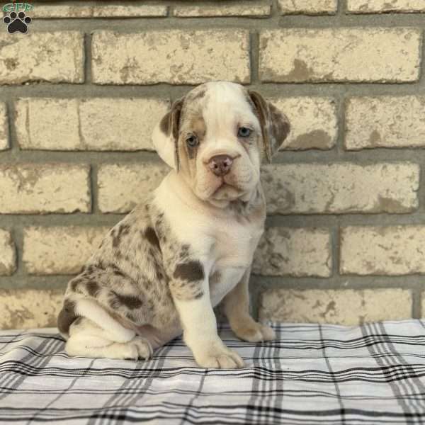 Layla, Beabull Puppy