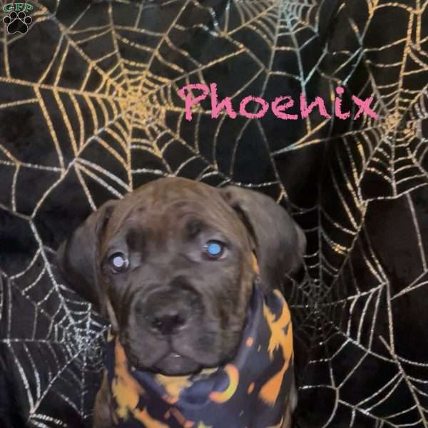 Phoenix, Cane Corso Mix Puppy