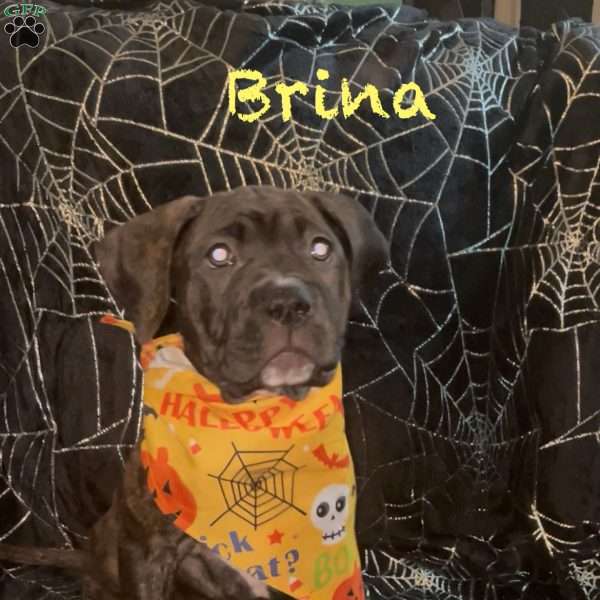 Brina, Cane Corso Mix Puppy