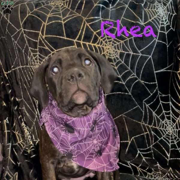 Rhea, Cane Corso Mix Puppy