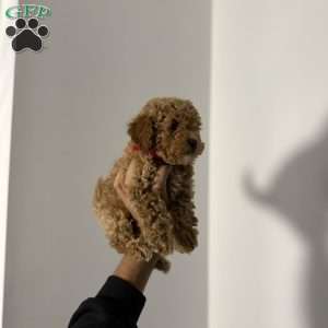 Philip, Toy Poodle Puppy