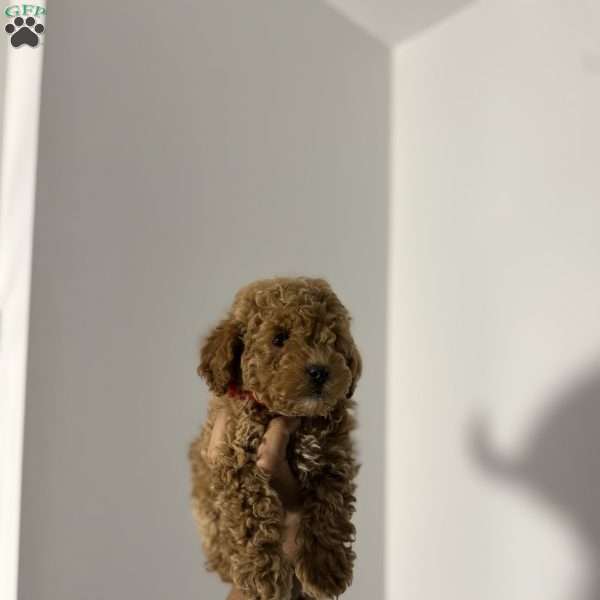 Philip, Toy Poodle Puppy