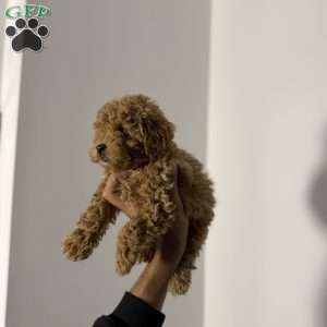 Philip, Toy Poodle Puppy