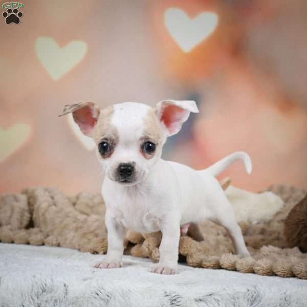 Leo, Chihuahua Puppy