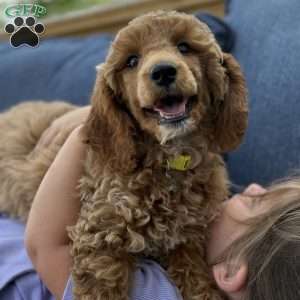 Willow, Miniature Poodle Puppy