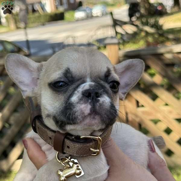 Donut, French Bulldog Puppy