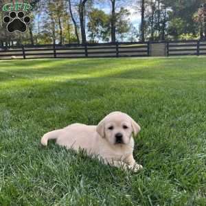 Freya, Yellow Labrador Retriever Puppy