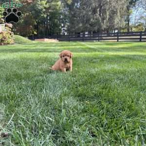 Hazel, Yellow Labrador Retriever Puppy