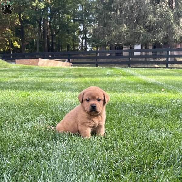 Hazel, Yellow Labrador Retriever Puppy
