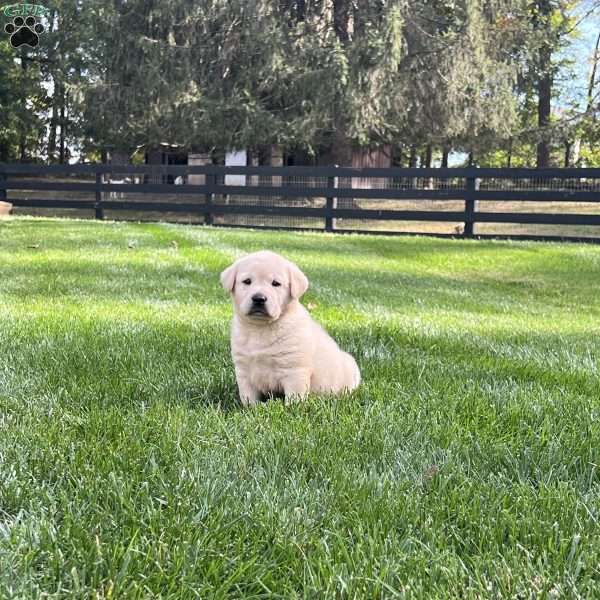 Bruno, Yellow Labrador Retriever Puppy