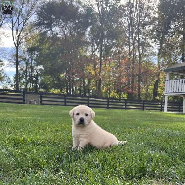 Freya, Yellow Labrador Retriever Puppy