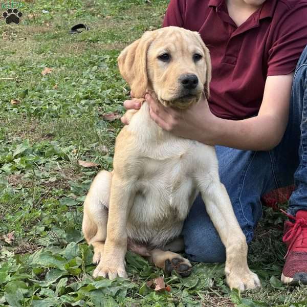 Ford, Fox Red Labrador Retriever Puppy