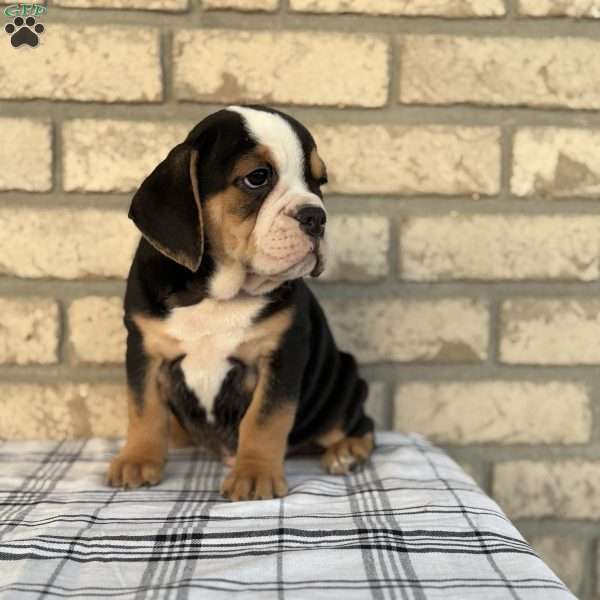 Buster, Beabull Puppy