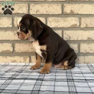 Bogo, Beabull Puppy