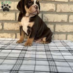 Bogo, Beabull Puppy