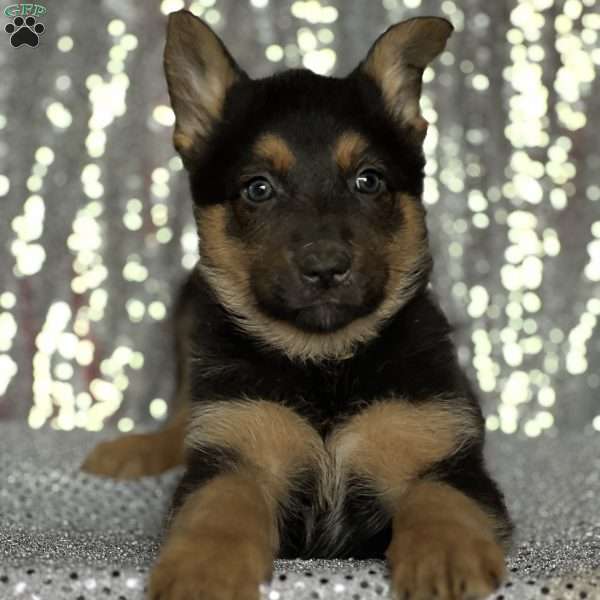 Margaret, Anatolian Shepherd Mix Puppy