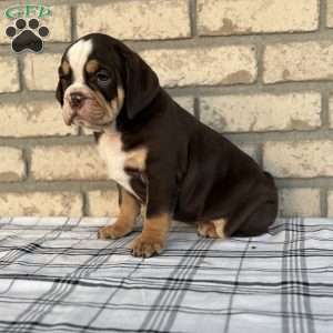 Bogo, Beabull Puppy