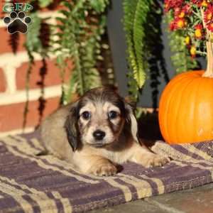 Ranger, Dachshund Puppy