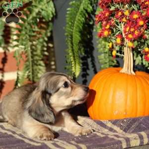 Ranger, Dachshund Puppy