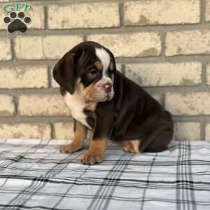 Bogo, Beabull Puppy
