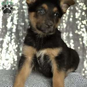 Margaret, Anatolian Shepherd Mix Puppy