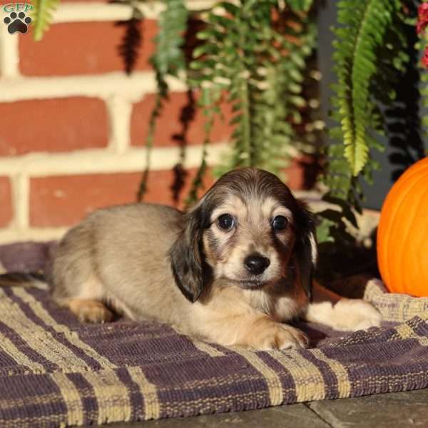 Ranger, Dachshund Puppy