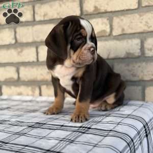Bogo, Beabull Puppy