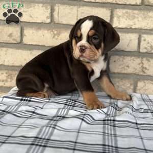 Bogo, Beabull Puppy