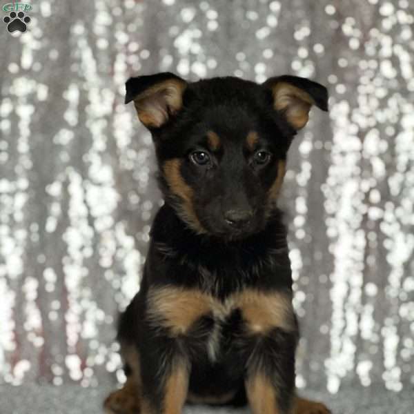 Millie, Anatolian Shepherd Mix Puppy