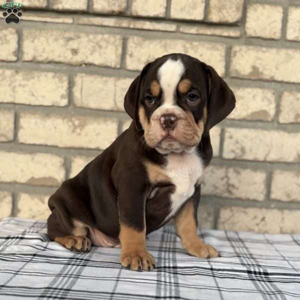 Bogo, Beabull Puppy