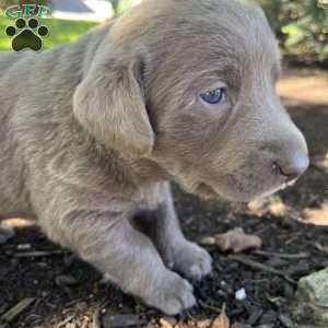 Bruce, Silver Labrador Retriever Puppy